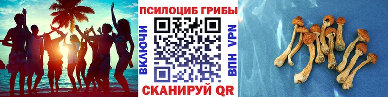 Псилоцибиновые грибы MAGIC MUSHROOMS Райчихинск